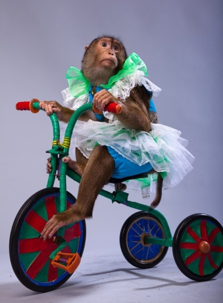 Цирк Новогодний карнавал в г.Белгород 2025