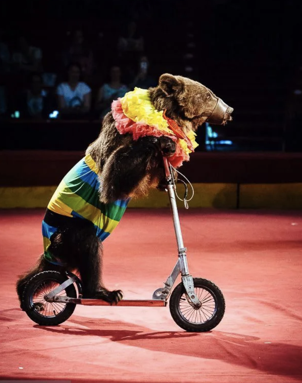 Цирк Каракат шоу Русские мишки Оренбург 2026