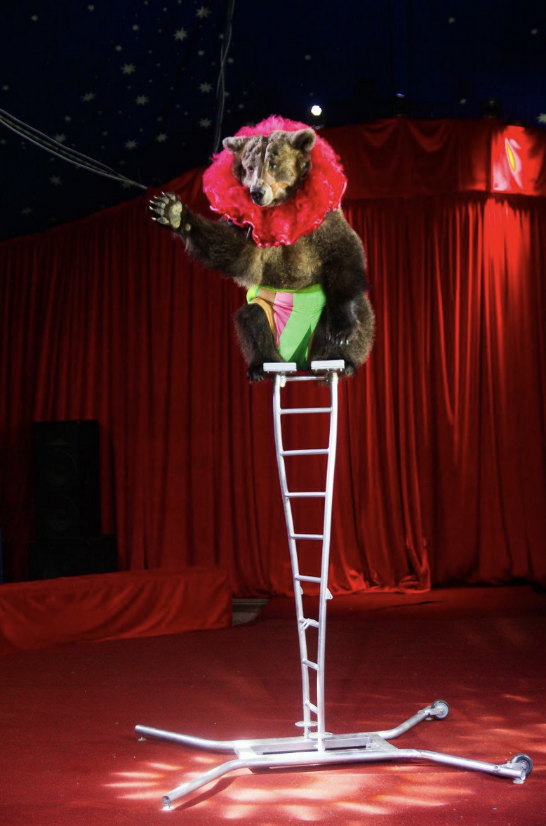 Цирк Каракат шоу Русские мишки Оренбург 2026