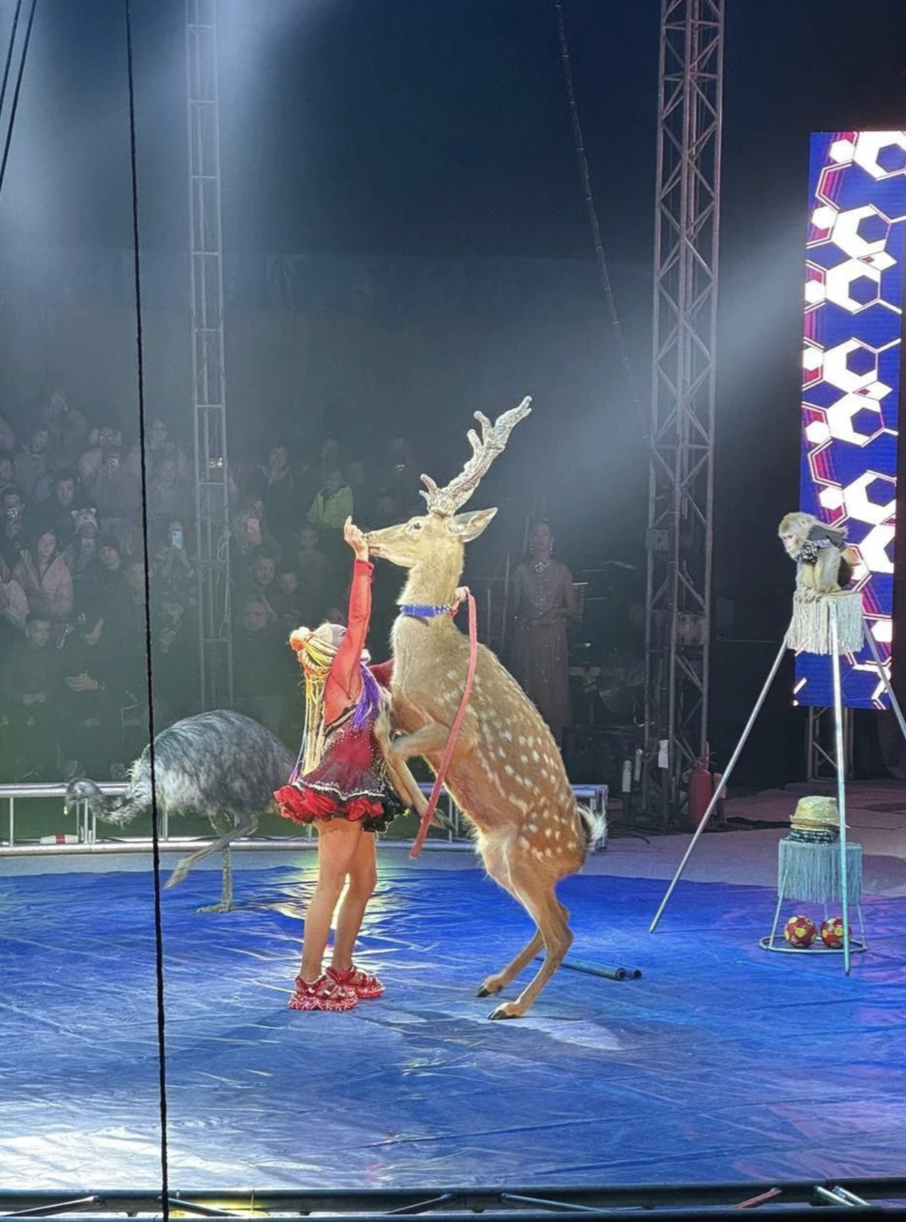 Цирк Маска в г.Ачинск